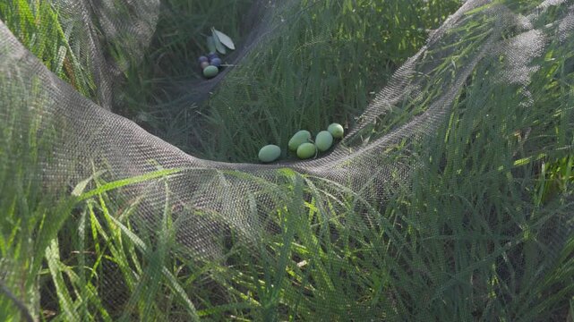 Campo di ulivi, raccolta delle olive in una giornata di sole.
