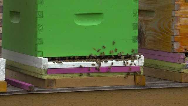 A close-up shot of numerous honey bees crawling around the white and purple slot entrance of a green wooden hive box on a summer day.