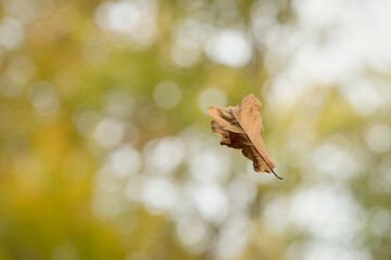 Feuille morte suspendue dans sa chute par du fil d'araignée invisible, sur fond flou de nature © Quéméner Valérie