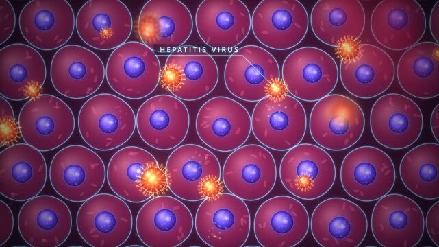 Hepatitis Virus Infecting Liver Cells then Antibody Immune Defense and Healthy Liver Recovery Medical 3D Seamless Loop
