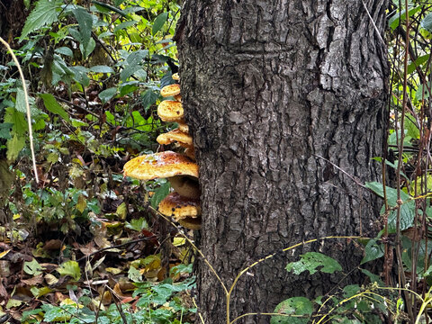 Wild mushrooms growing on a large tree trunk surrounded by green foliage and fallen leaves in a natural autumn forest