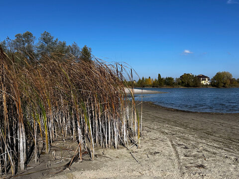 Dry reeds growing along sandy lakeshore with calm blue water, autumn trees and clear blue sky in sunny natural landscape