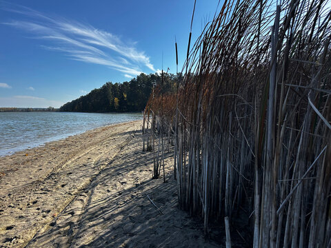 Tall dry reeds along sandy lakeshore with calm blue water, forest and wispy clouds under clear autumn sky