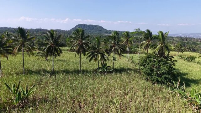 Aerial coconut palms and sugarcane fields under clear blue sky