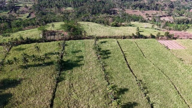 High altitude drone shot of Ngajum sugarcane plantations and palm lined fields showing patchwork tropical agriculture