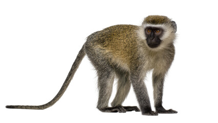 Green monkey with dark face and long tail, isolated on transparent background © Aliona