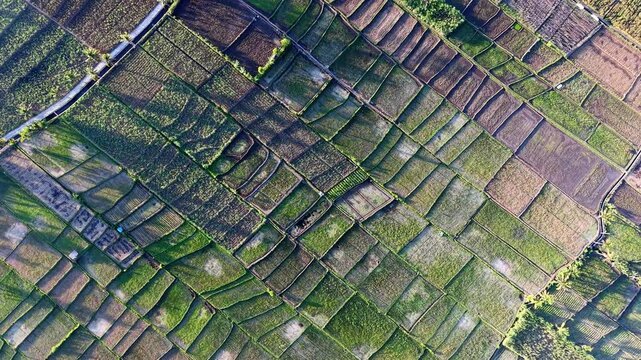 Top down drone view of terraced rice plantation mosaic near Malang, Indonesia during golden hour.