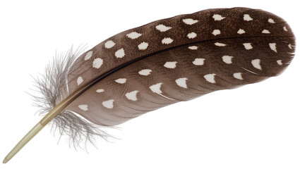 Brown spotted feather with fluffy grey base, isolated on transparent background © Corotaev