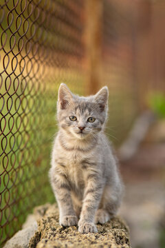 A cute gray kitten sitting on a shell-stone surface outdoors; a summer portrait of a small cat on mesh background, rural scene