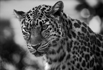 portrait of a leopard © pool
