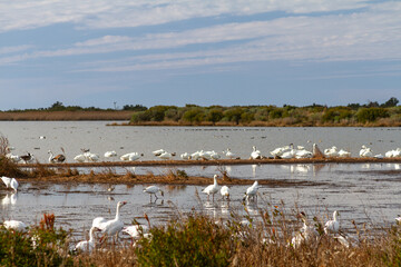 Flocks of white snow geese and tundra swans resting and feeding in shallow coastal wetlands at Pea Island National Wildlife Refuge on the Outer Banks of North Carolina. © Ryan