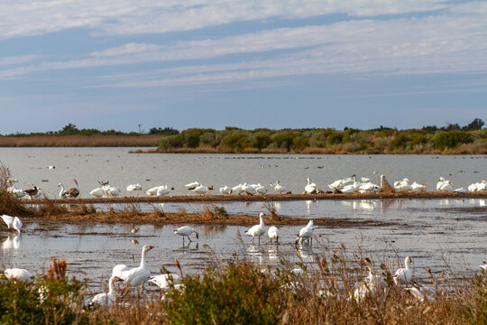 Flocks of white snow geese and tundra swans resting and feeding in shallow coastal wetlands at Pea Island National Wildlife Refuge on the Outer Banks of North Carolina.