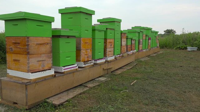 A wide shot showing a long line of stacked green and orange wooden beehive boxes sitting on an elevated stand with a swarm of bees buzzing around on a summer day.