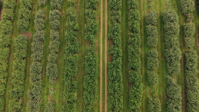 Wide aerial shot of an apple orchard in Nova Scotia, Canada, with rows of apple trees bearing ripe red and golden fruit, creating a colorful pattern across the farmland.