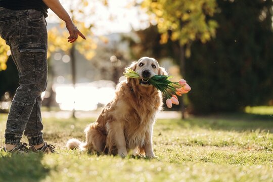 Golden retriever sitting on grass while holding a bouquet of flowers in its mouth beside a person outdoors in a sunlit park setting