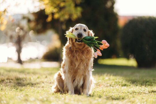 Golden retriever sitting outdoors with pink flowers and green leaves in its mouth, warmly lit by sunlight in a grassy garden setting