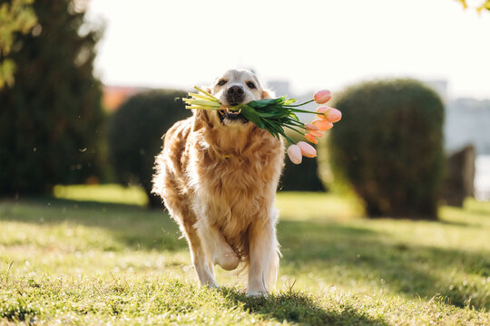 Golden retriever carrying a colorful bouquet of tulips while running across a sunlit grassy garden, cheerful springtime animal portrait outdoors