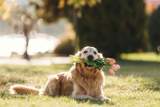 Golden retriever holding pink flowers and leafy stems in its mouth while resting on sunlit grass in a softly blurred outdoor garden setting