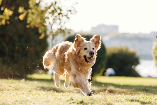 Golden retriever running across sunlit grass with joyful expression, trees and softly blurred waterfront landscape in the background, outdoor animal portrait