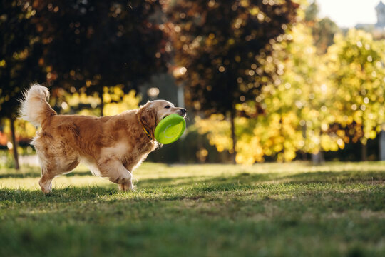 Spaniel carrying a bright green flying disc across sunlit grass with trees and warm autumn foliage in the background, outdoor dog portrait