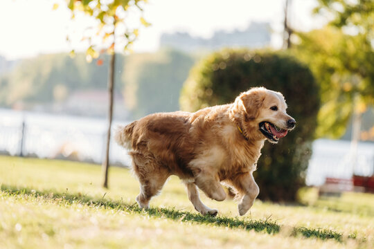 Golden retriever running across a sunlit grassy lawn beside a lake with trees, hedges, and distant hills in a bright outdoor landscape