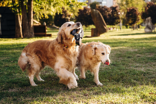 Two golden retrievers walking together across a sunlit grassy park, one carrying a black leash in its mouth, with trees and garden elements behind them
