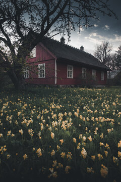 View of a traditional red wooden house with a thatched roof nestled in a field of yellow primroses on Vormsi, Laane County, Estonia.