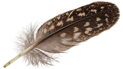 Detailed brown and beige speckled bird feather, isolated on transparent background © Iura