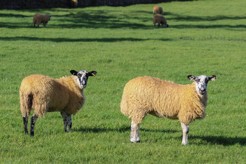 Grey faced mule lambs dipped and ready for the autumn lamb sales  © hatheyphotos