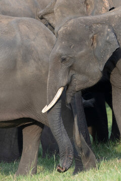 Vertical close crop of an elephant with a visible pointed tusk marching across grassland, celebrating rare wildlife traits and animal conservation.