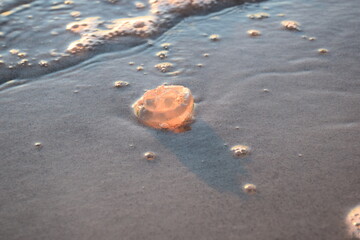 Close-up of Translucent Jellyfish on Wet Beach Sand at Sunset © Olesia