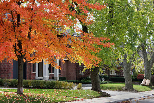 Tree lined residential street with maple tree turning red in autumn