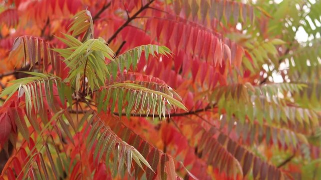Orange, red and green leaves on tree branches in autumn. Aesthetics of autumn nature, fiery leaves of sumac. Long feathery leaves of various bright shades. Bright autumn leaves of sumac close up