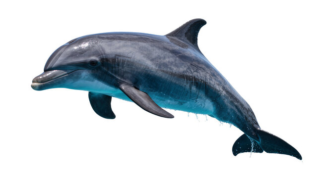 Gray dolphin with blue undertones leaping, isolated on transparent background