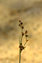 kwitnące sitowie, sitowie leśne (Scirpus sylvaticus), wood clubrush, blooming green aquatic deergrass or grassweed © kateej
