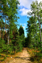 leśna droga między z wysokimi sosnami, letni krajobraz lasu sosnowego, forest road, A forest road lined with tall pines, summer pine forest landscape, pine forest, summer landscape with a forest path © kateej
