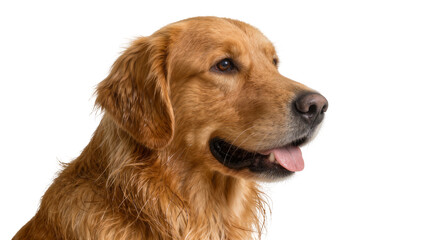 Golden Retriever dog head profile with tongue out, isolated on transparent background © Maria