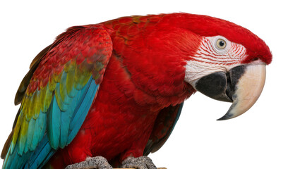 Vibrant red and green macaw parrot perched, isolated on transparent background © Maria