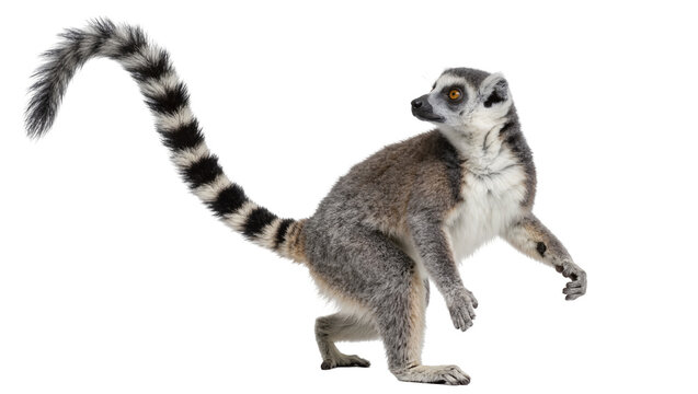 Ring-tailed lemur with striped tail, isolated on transparent background