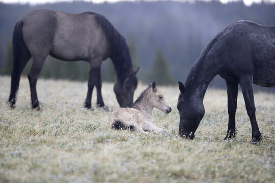 Wild horse foal resting in Wyoming