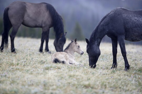 Wild horse foal resting in Wyoming
