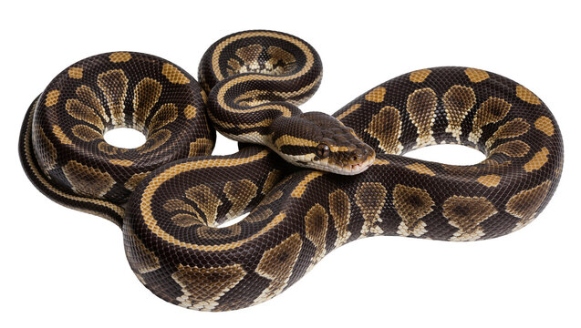 Coiled ball python snake with brown and yellow patterned scales, isolated on transparent background
