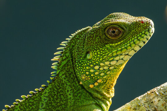 Extreme macro of Chinese water dragon(Physignathus cocincinus) on branch tree.Green lizard in the jungle forest. Macro animal eye and wildlife concept.