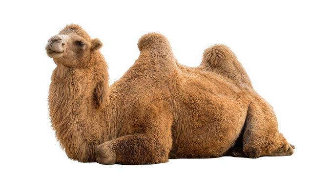 Fluffy brown Bactrian camel resting, isolated on transparent background