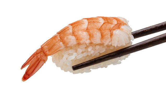 Ebi nigiri sushi with cooked shrimp and rice held by dark chopsticks, isolated on transparent background