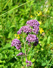 Flowering Oregano Plant in a Meadow, macro, vertical photography © Irina