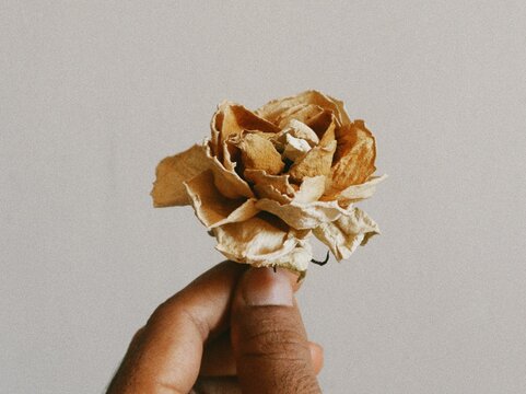 An aesthetic conceptual grainy picture of a left hand of a man holding a dried rose flower. Portraying a time changing or aging themes or eternity concept. 