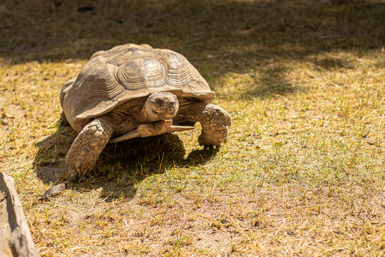 Tortoise walking across sunlit dry grass with textured shell and sturdy legs, wildlife portrait in a natural outdoor enclosure
