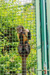 Brown monkey clinging to wire mesh enclosure with green painted frame and lush foliage behind, vertical wildlife portrait in a zoo habitat © Anastasiia