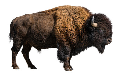 Majestic American bison with thick brown fur horns and beard, isolated on transparent background © Ruslan